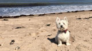 Casper in North Berwick