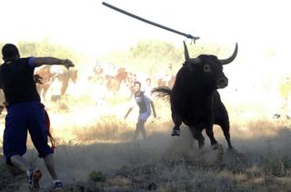 A participant throws a spear at a bull during the 'Toro de la Vega' festival (Sept 2013)
