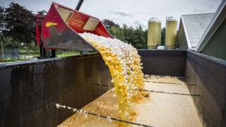 Eggs being destroyed at a poultry farm in Onstwedde, the Netherlands, 03 August 2017