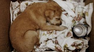 Чапаті у перший день після порятунку