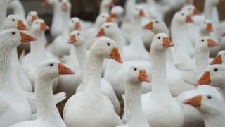 Geese