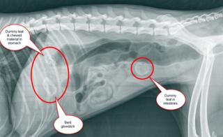 X-ray of Rosie