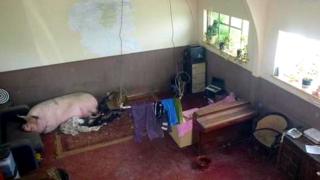 Pig in house