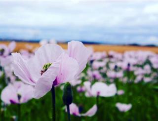 Opium poppies in a field