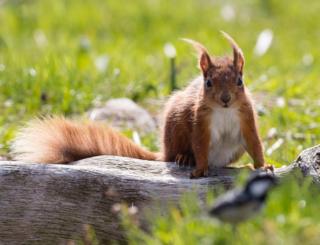 squirrel