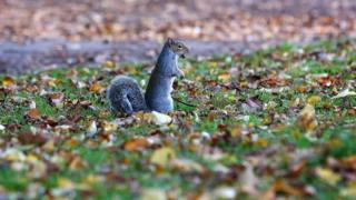 Squirrel