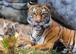 Berisi, a Malayan tiger cub, emerges from her den into the tiger habitat with her mother Bzui at Tampa"s Lowry Park Zoo in Tampa, Florida, U.S. December 7, 2016.