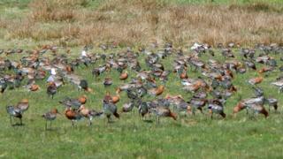 Flock of godwits at kilmoluaig
