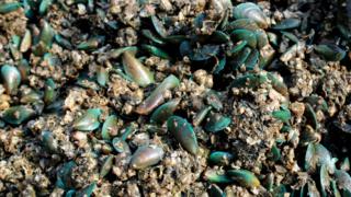 kerang