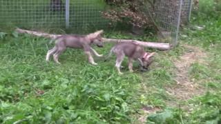 Wolf puppies