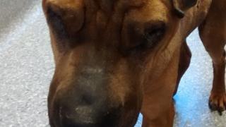 Glynis the shar pei
