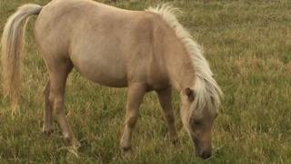 Miniature horse Barbie