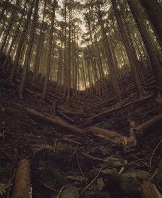 Forest floor