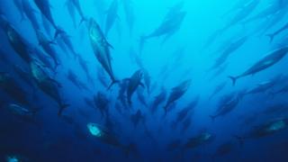 A school of northern bluefin tuna