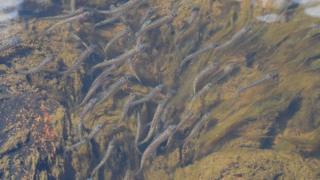 Grayling