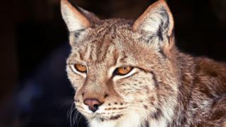 Lioncs