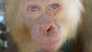orang utan