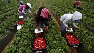 Recolectores de frutas en Baja California, México