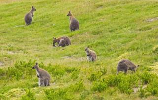 Wallabies on King Island