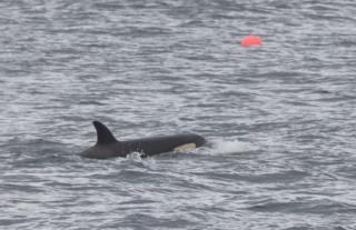 Orca Tide off Forss