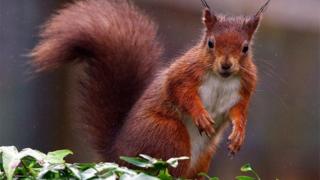 red squirrels