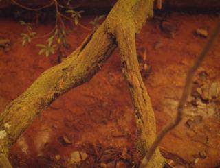 Tree branches