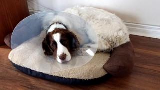Creggy sits in a cone in his basket