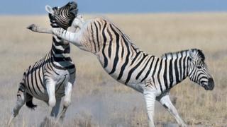 çifte atan zebra