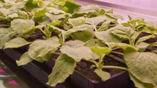 Las plantas que se usaron para hacer el experimento.