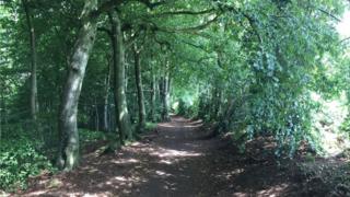 Wooded area on Cotswold Way