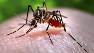 _87953765_c0093043-feeding_mosquito-spl.jpg