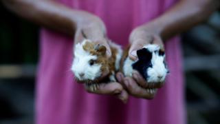 A farmer shows his newborn pet guinea pigs in Santo Domingo, Cuba