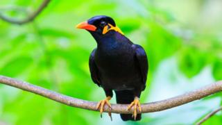 Myna bird
