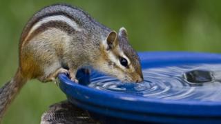 The Eastern Chipmunk (Tamias striatus) drinking water in bird bath