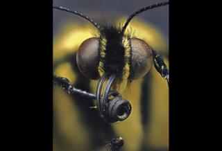 Swallowtail butterfly - Daniel Saftner, Macroscopic Solutions