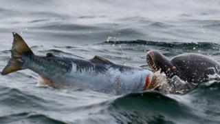 Bottlenose dolphin catching salmon