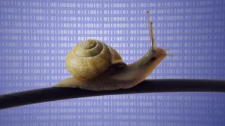 caracol sobre cable de internet