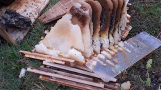 One of the vandalised hives