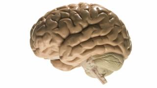 Modelo de un cerebro