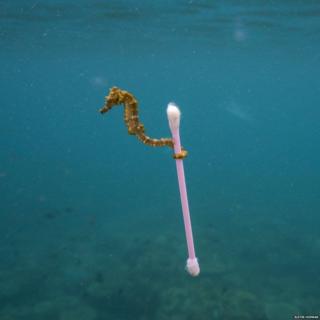 El caballito de mar sujetándose a un bastoncillo de algodón para las orejas.