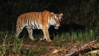 Tigres de Indochina