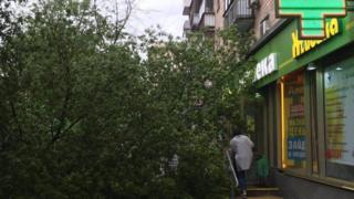поваленное дерево