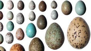 Huevos