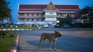 A stray dog wanders through a Buddhist temple on November 6, 2014 in Sakon Nakhon, Thailand