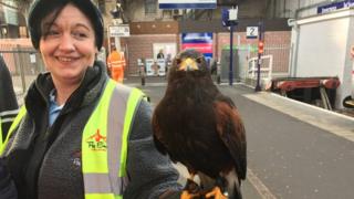 Falconer Julia Suthers and Harris hawk Romeo