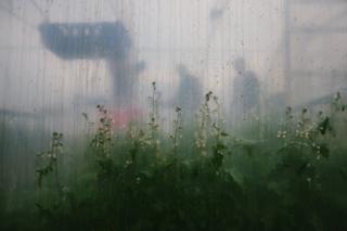 The transparent wall of the polytunnel showing plants on the other side