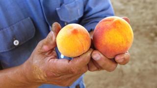 Two peaches in someone's hands