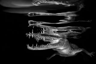 A crocodile reflected on the surface of the water.