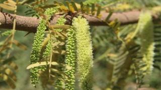 Extrema de jardinería para ayudar a combatir la malaria - Noticias de la BBC 1 Prosopis juliflora