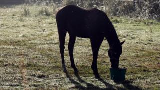 Horse (file image)